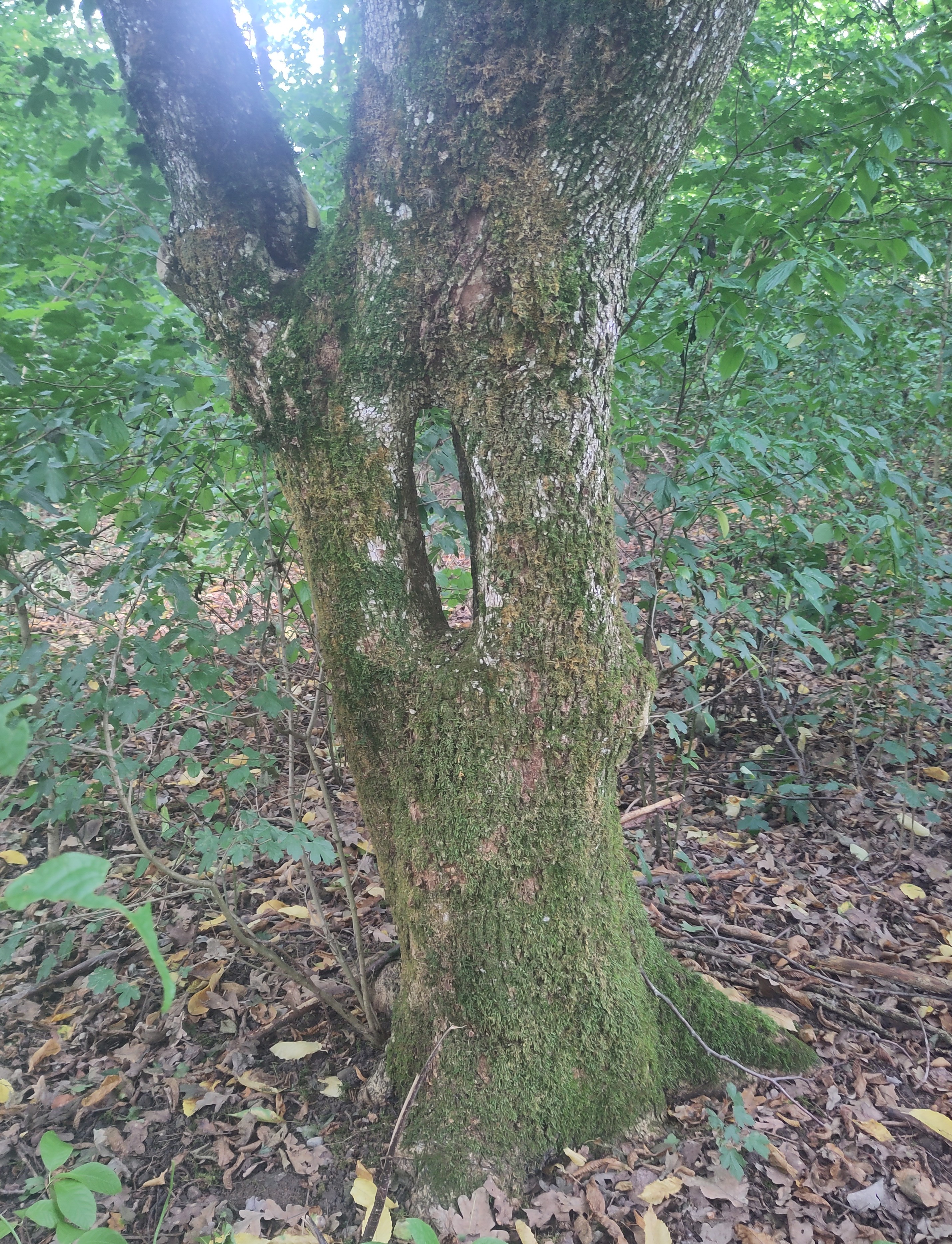 Baum mit Öffnung im Stamm