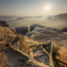 Wurzeln, Natur, Wandern, Nebel, Sonne