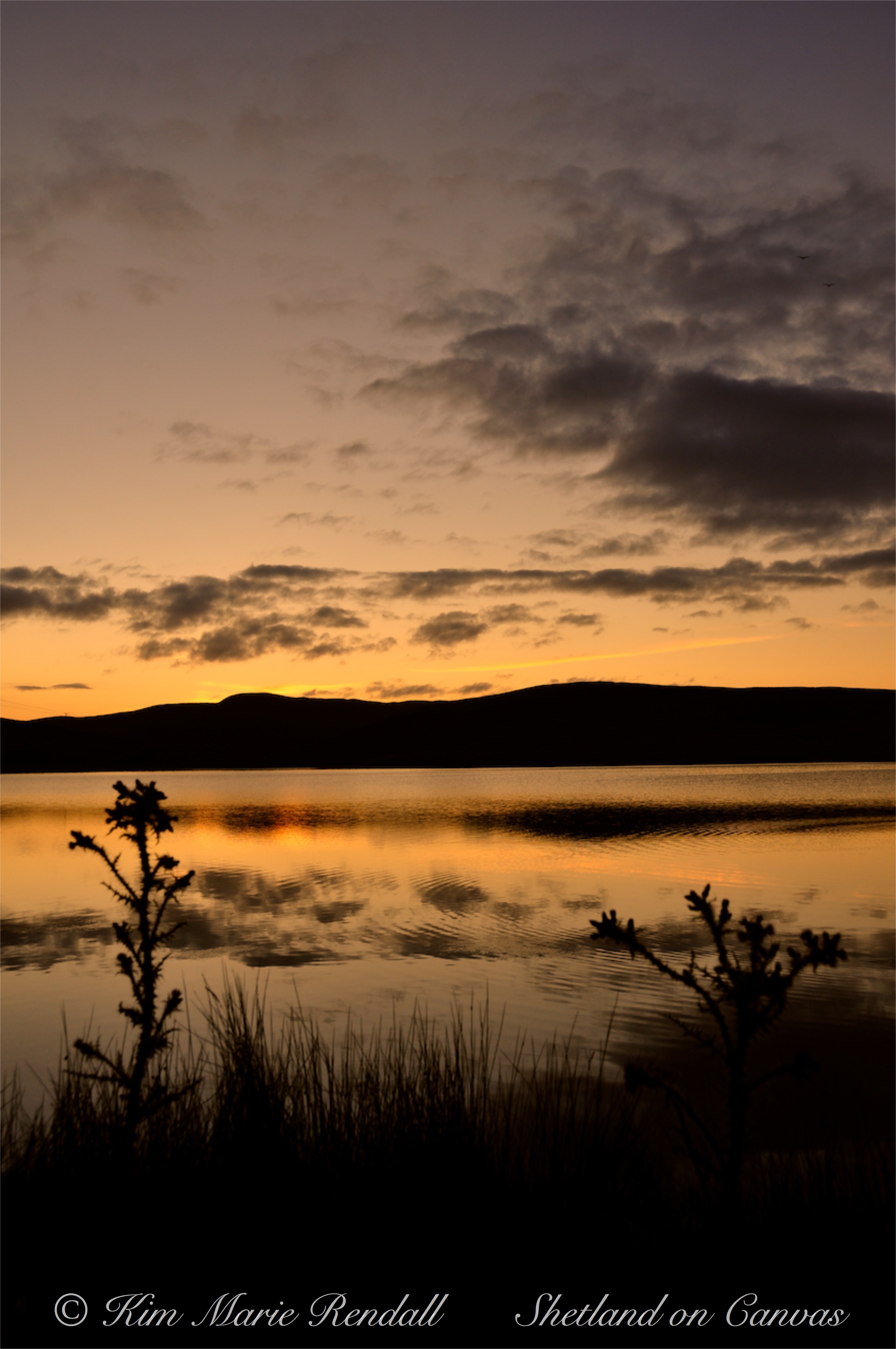 Thistle Silhouette at Loch of Voe