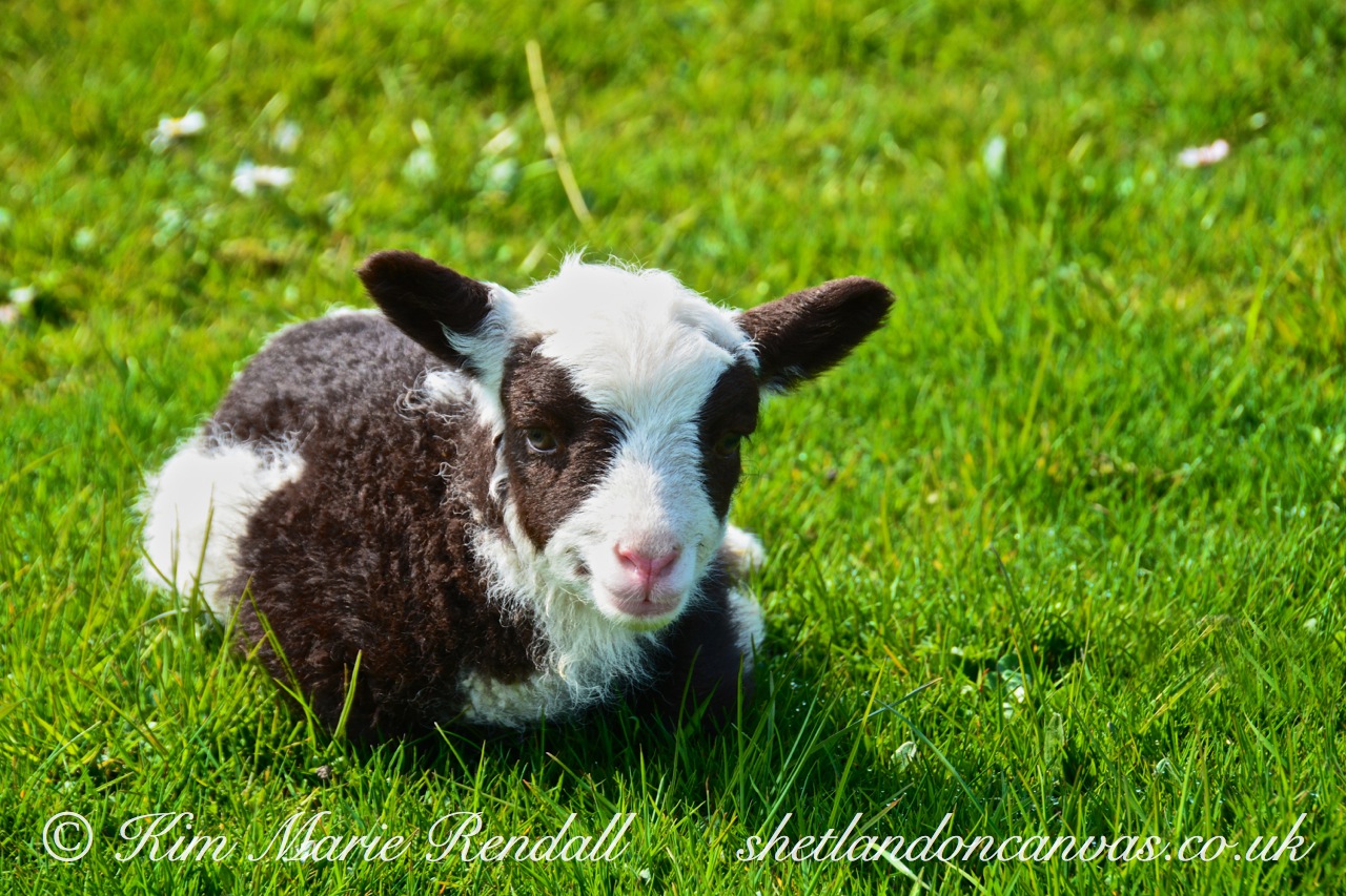 Newborn Lamb at Trondra (2)