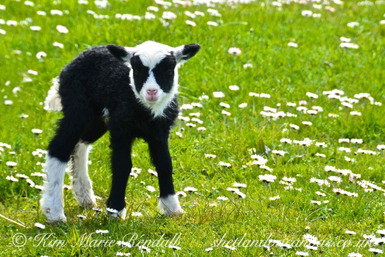 Newborn Lamb at Trondra (1)