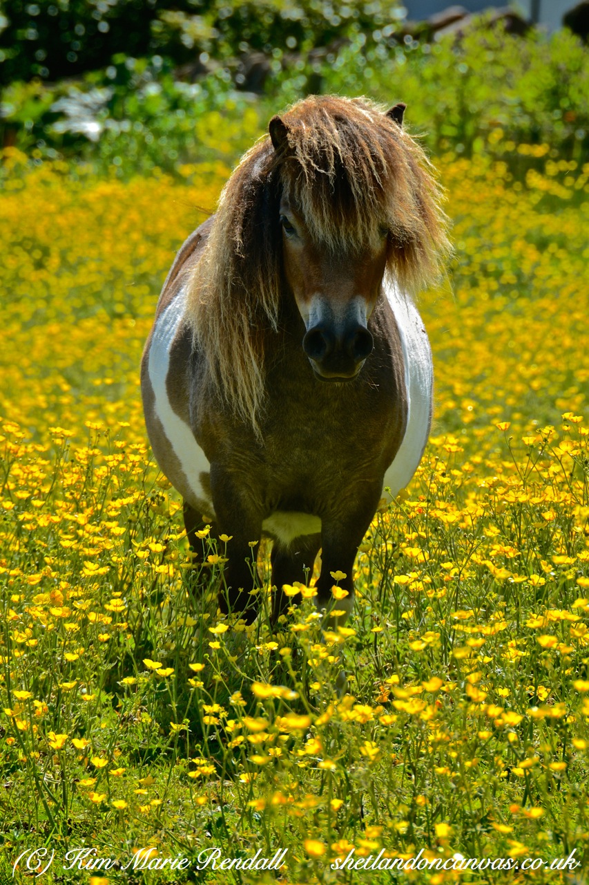 Shetland Pony at Dunrossness