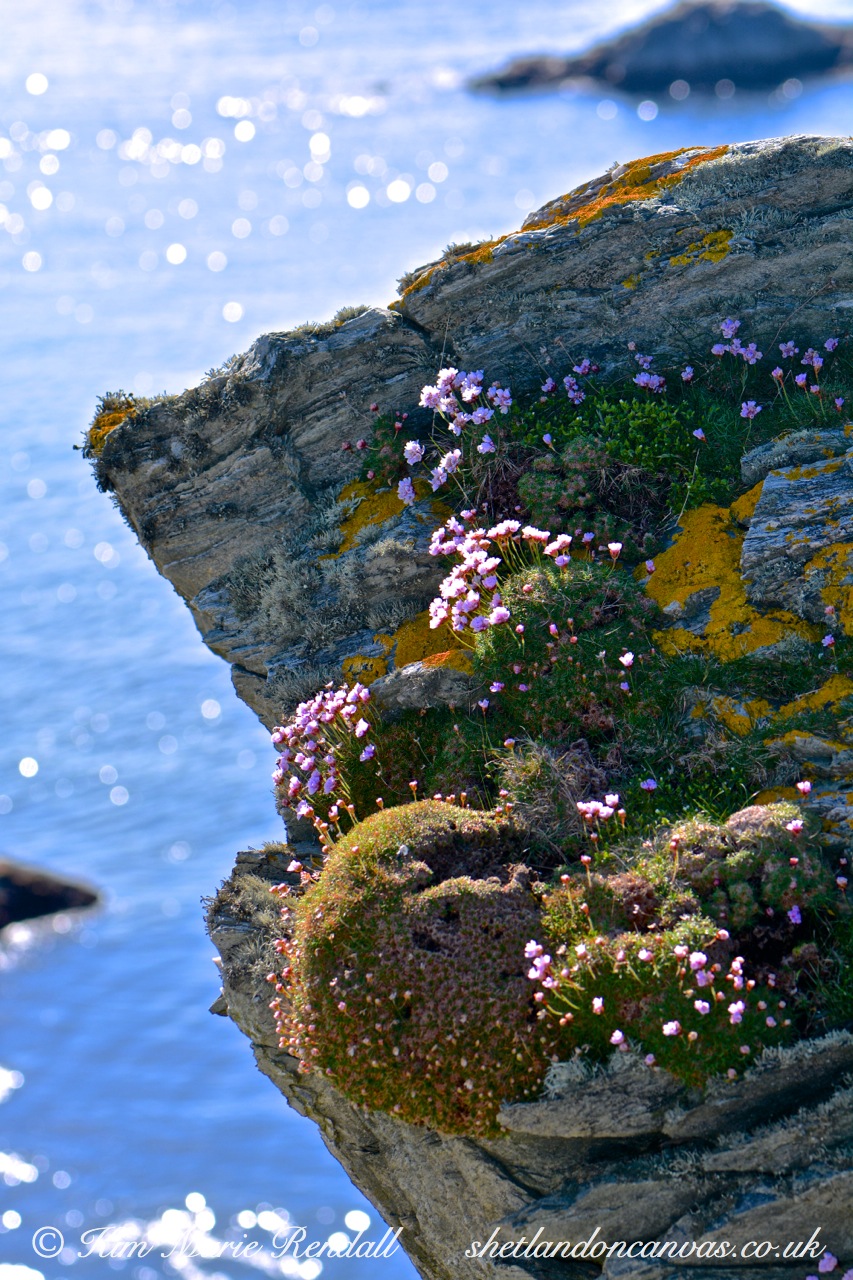 Cliff Side Sea Pinks, Burra