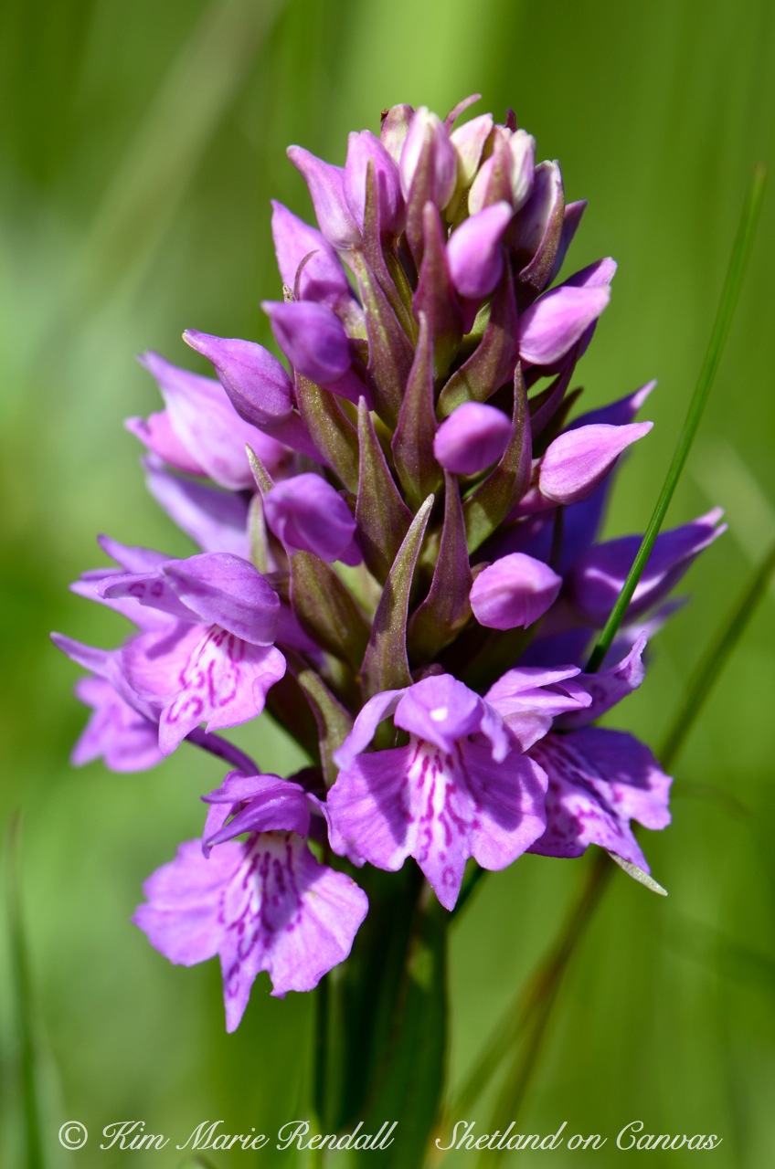 Heath Spotted Orchid, Fetlar