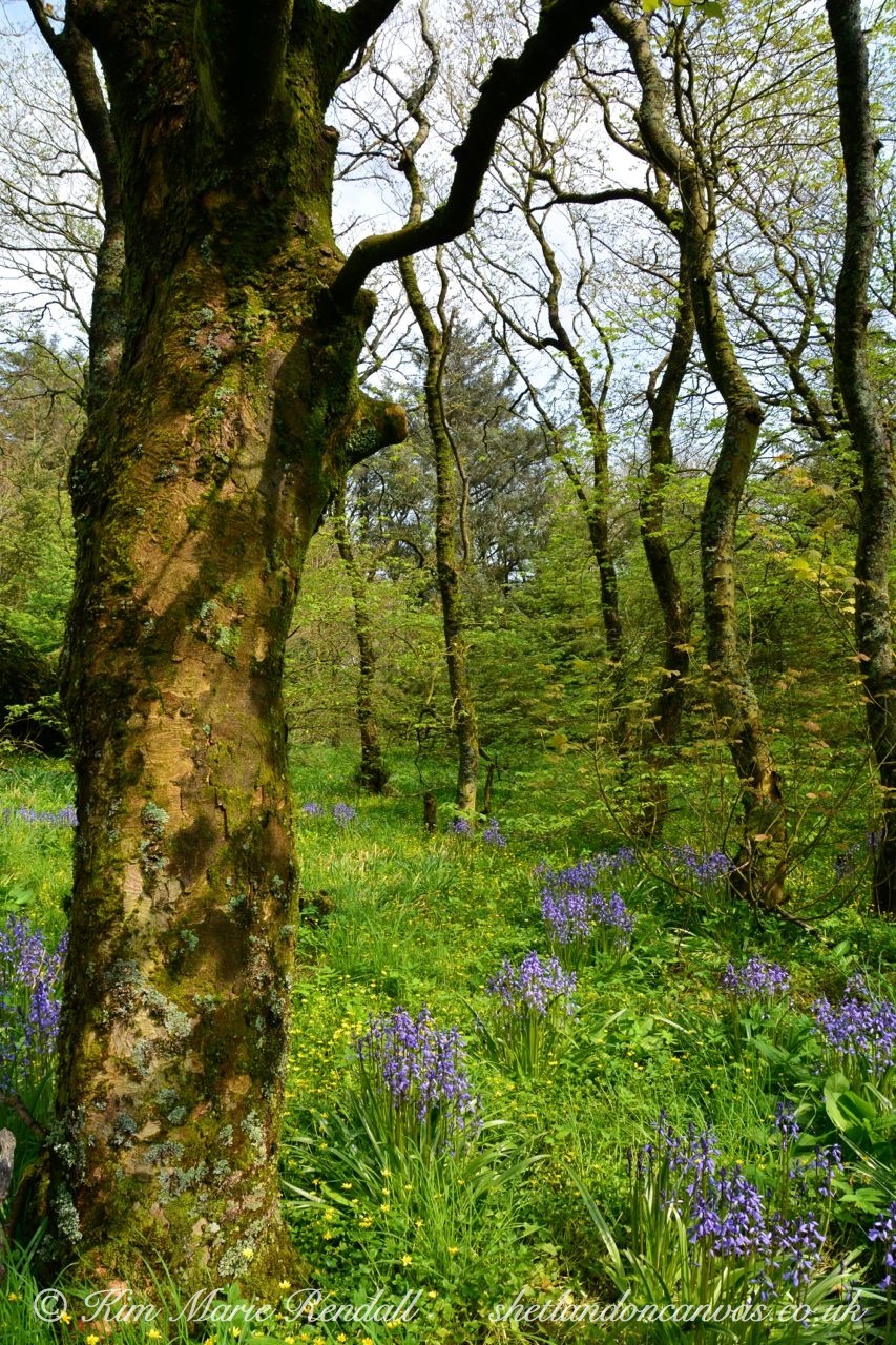 Bluebells at Kergord Forest