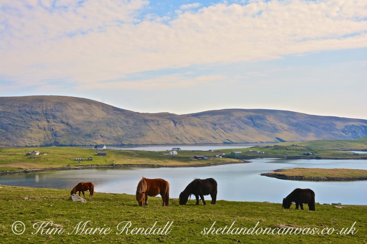 Shetland Ponies on the Hillside, Bridge-End, Burra