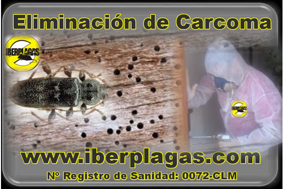 IBERPLAGAS: ELIMINAR CARCOMA