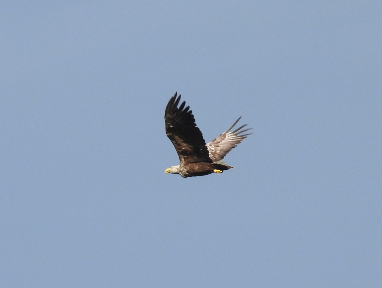 Image of Flying Eagle