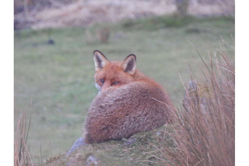 Fox watching