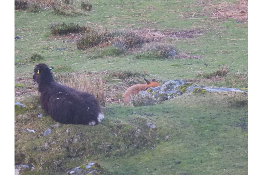 Sheep and sleeping fox
