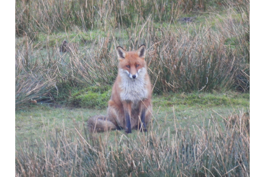 Fox sitting