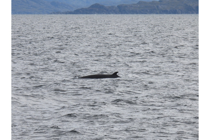 Minke Whale