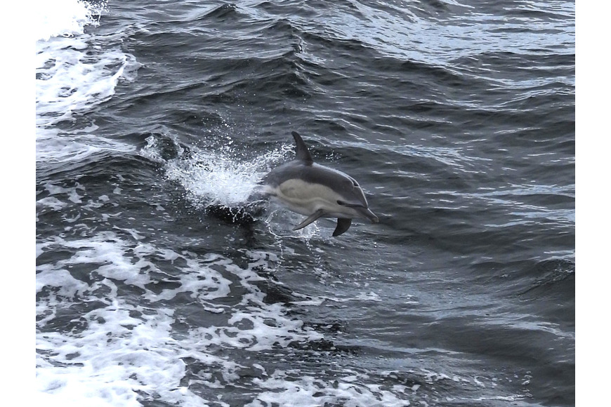 Leaping Common Dolphin