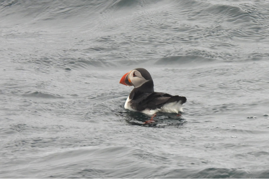 Puffin on the sea