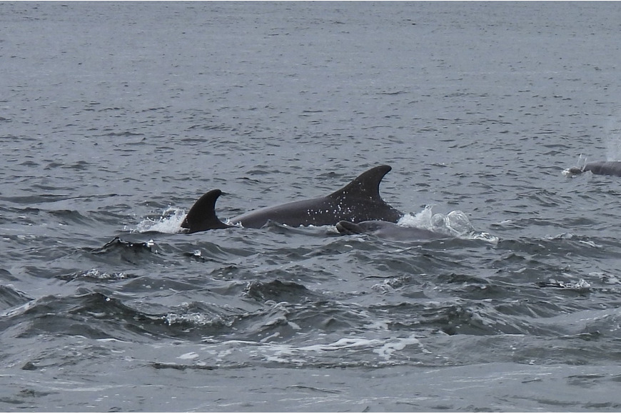 Bottlenose Dolphin