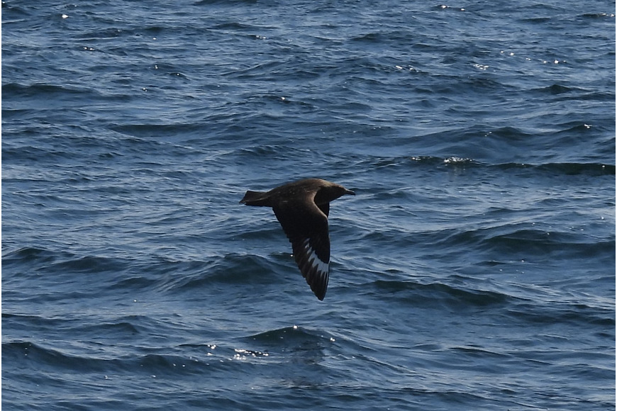 Great Skua flying over sea
