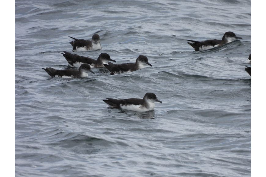Manx Shearwaters on sea