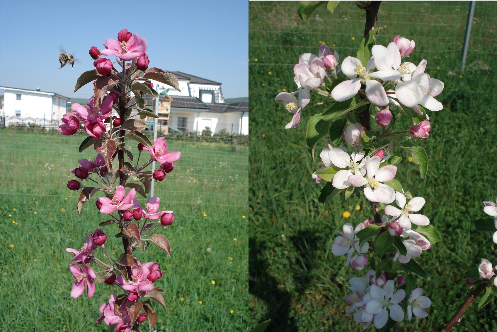 Apfelblüte rot und weiß