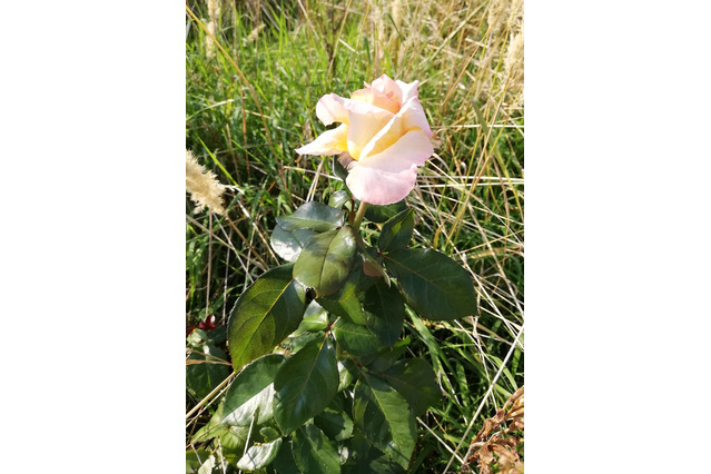 Rose in Naturwiese