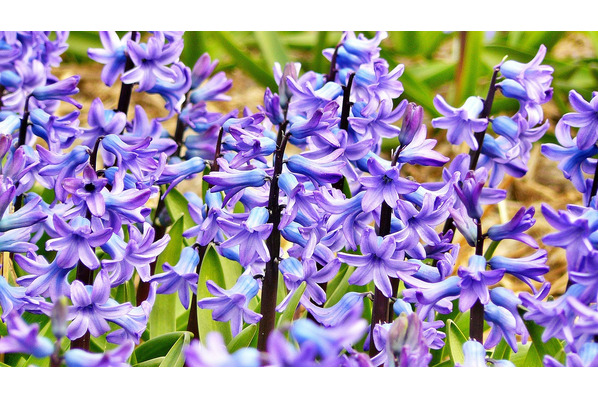 hyazinthe hyacinthus