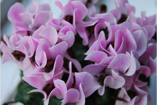 Zyklame cyclamen