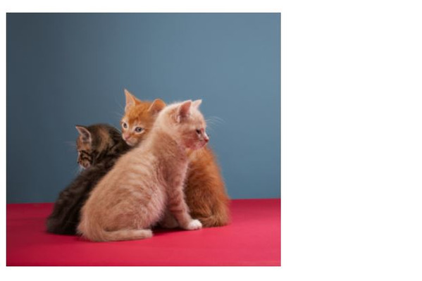Katzensprache