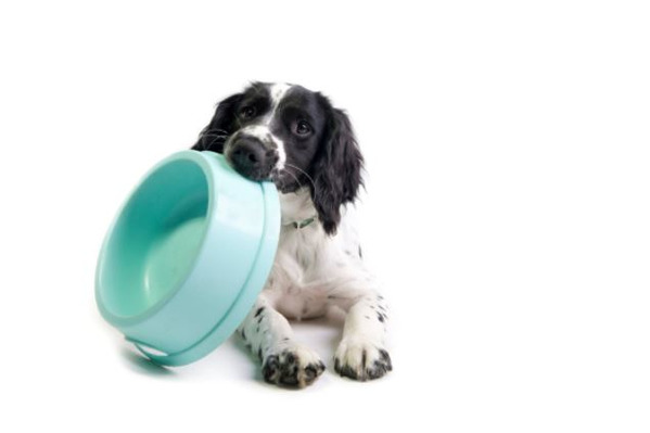 Hund frisst nicht