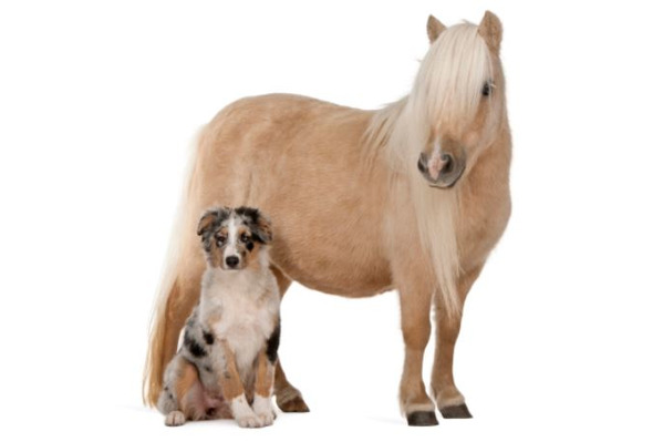 Tierkommunikation