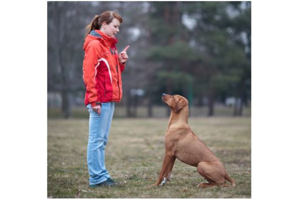 Hundetrainer
