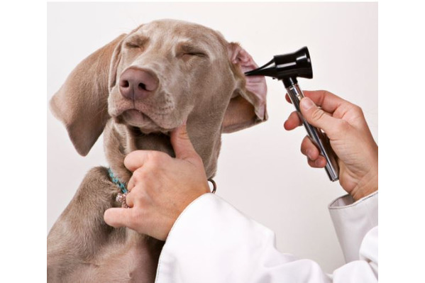 Medical Training
