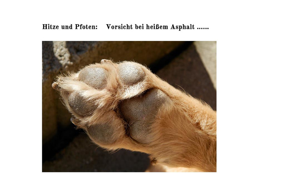 Tierarztpraxis Nymphenburg News Hier Finden Sie Wissenswertes