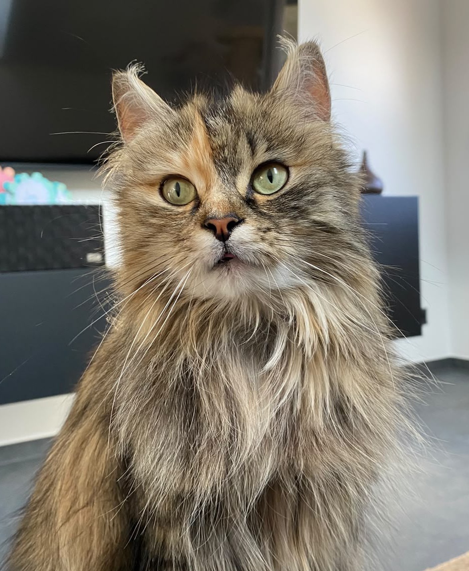Daisy, Maine Coon-EKH-Mix – Tierheim Kall