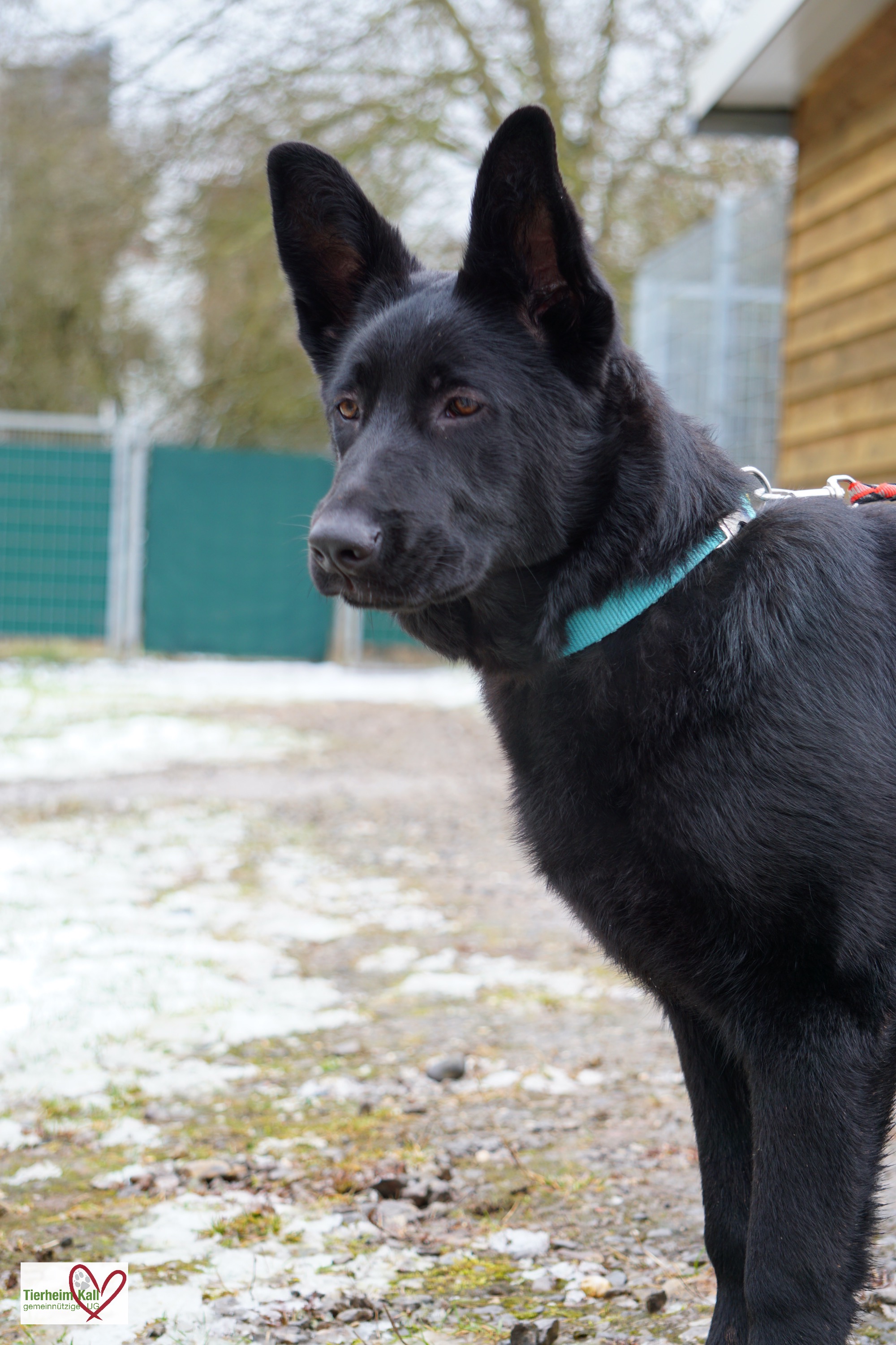 Deutscher Schäferhund Mari