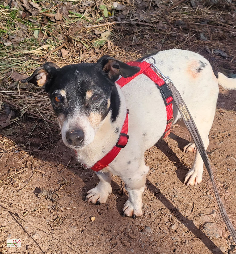 Jack Russell Terrier-Mix Spike