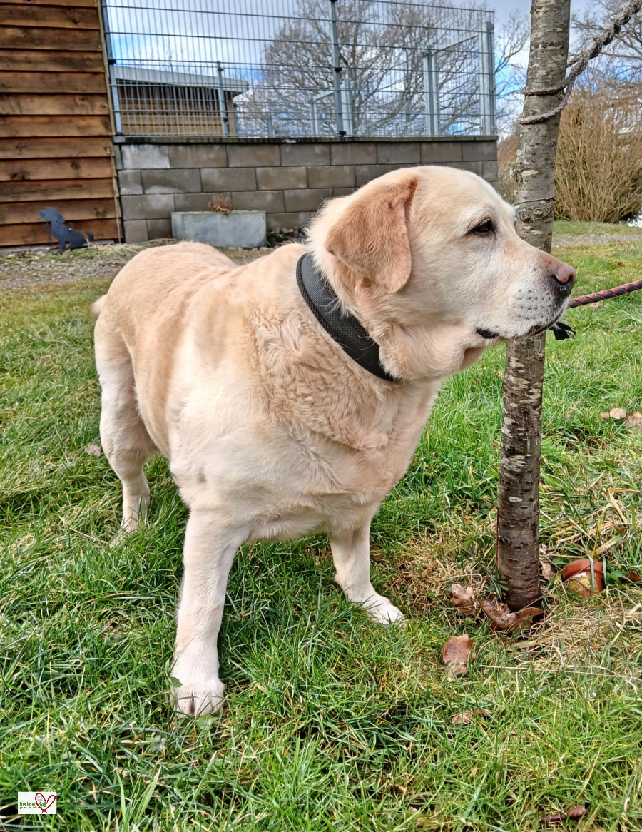 Labrador Retriever-Mix Kira