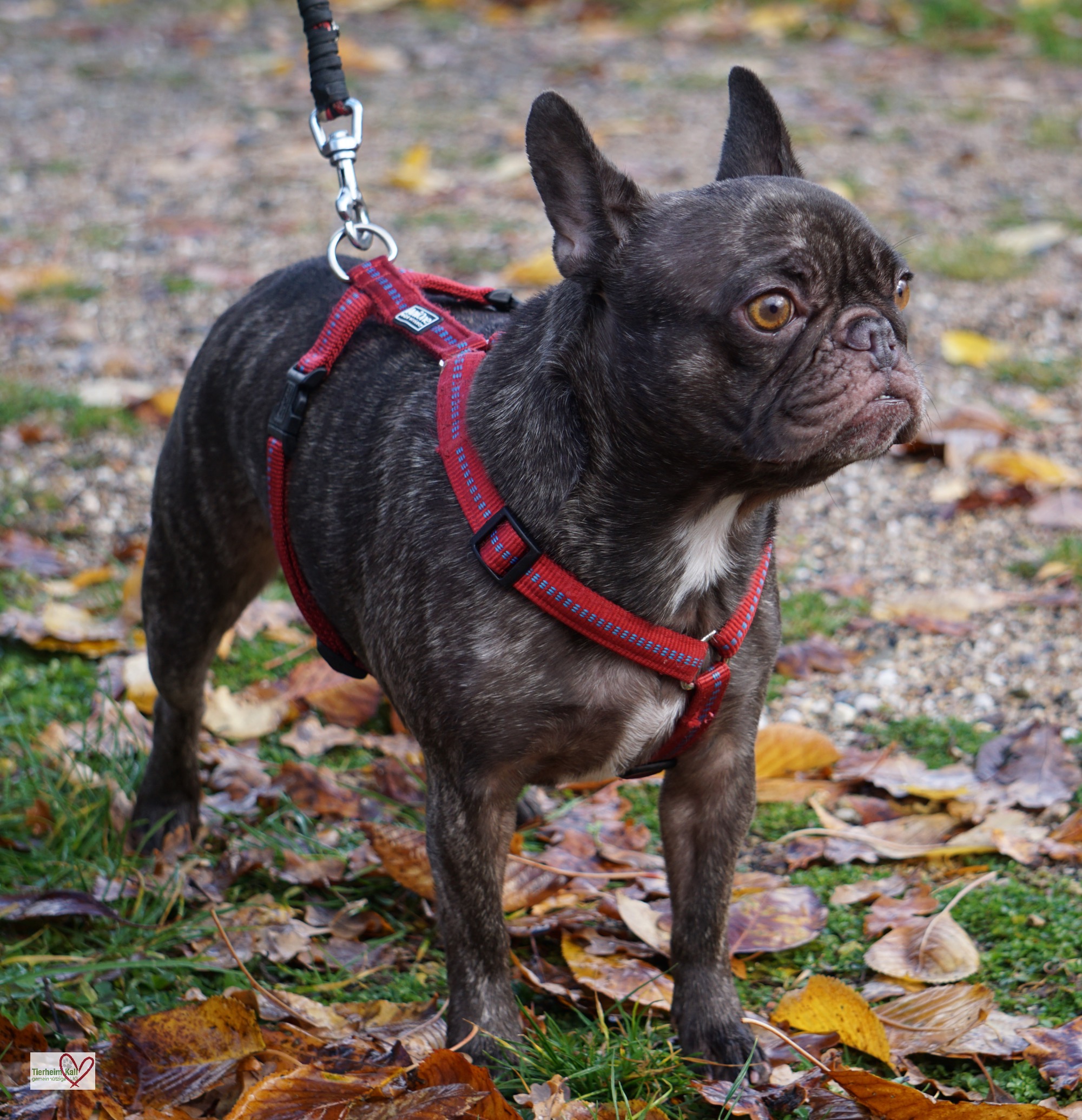 Englische Bulldogge, Deutsche Dogge Ideal
