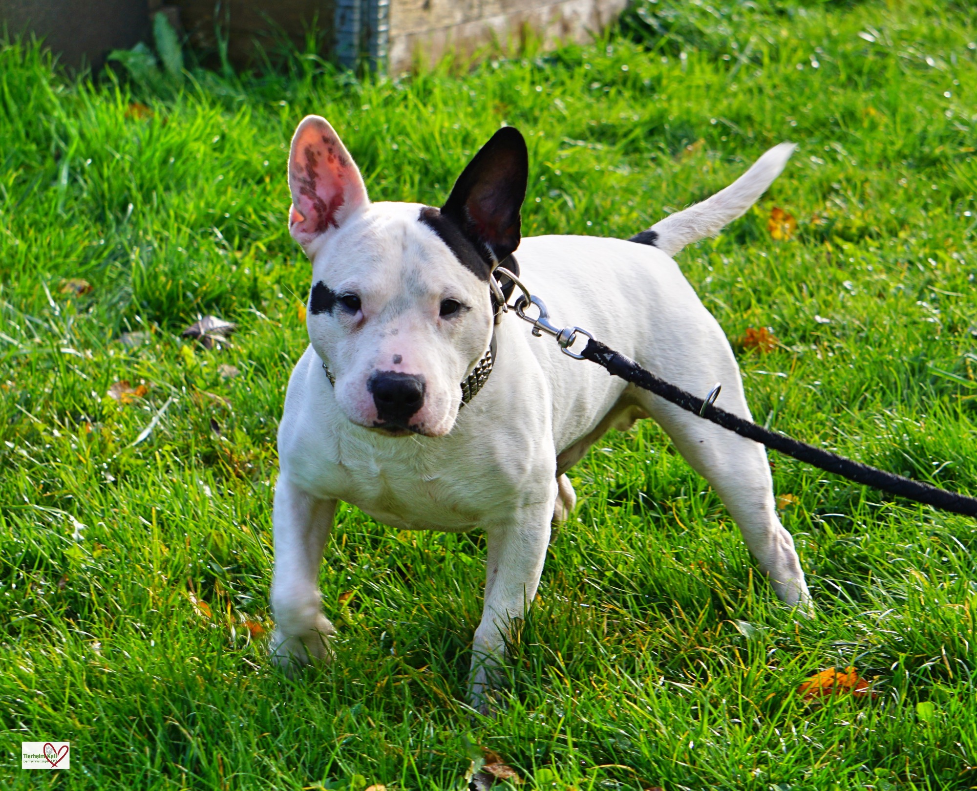 Bullterrier, Englische Bulldogge, Deutsche Dogge Elly