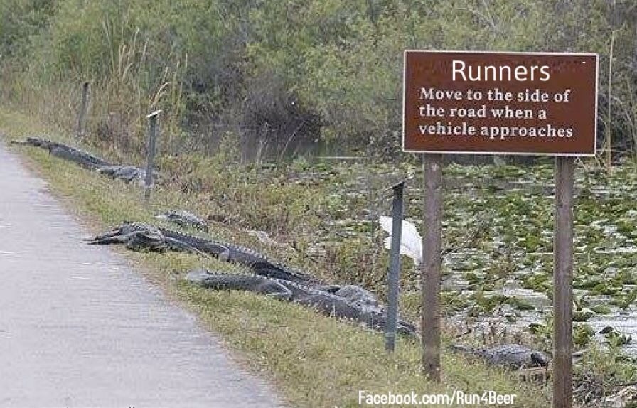 Floride alligators le long de route