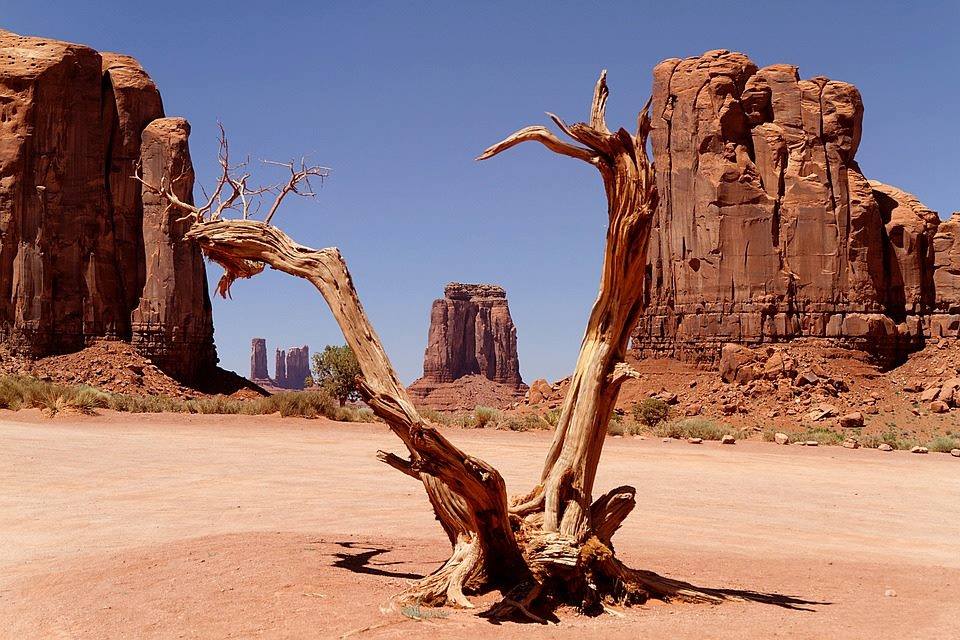 arbre mort à Monument Valley