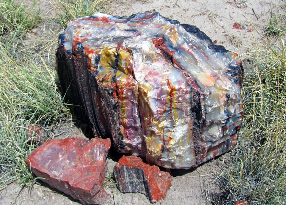 petrified forest