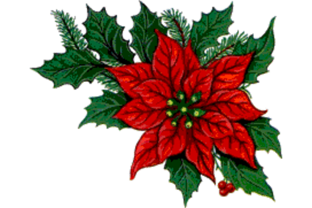 Weihnachtsstern