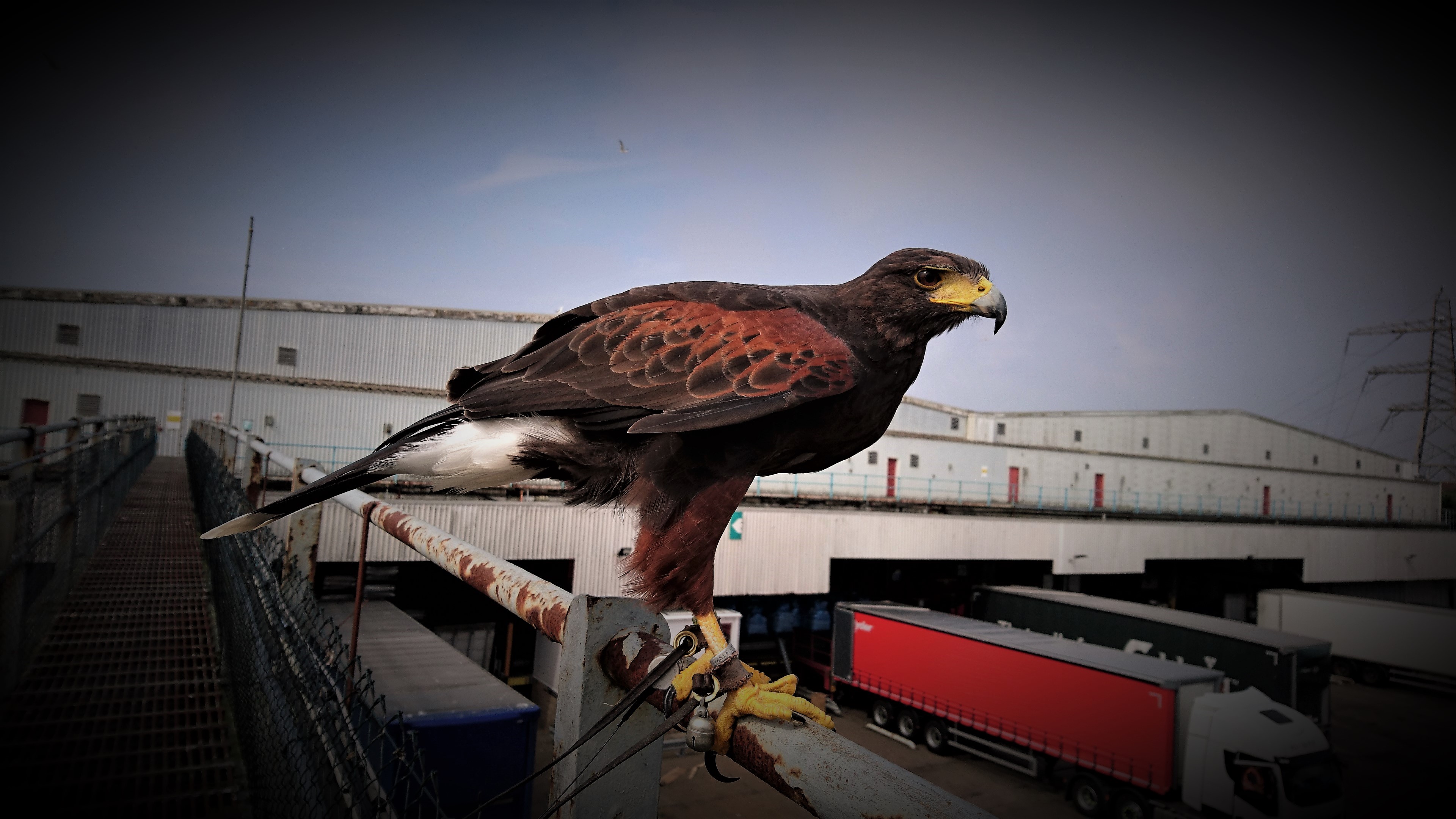 Hawk Experience Day