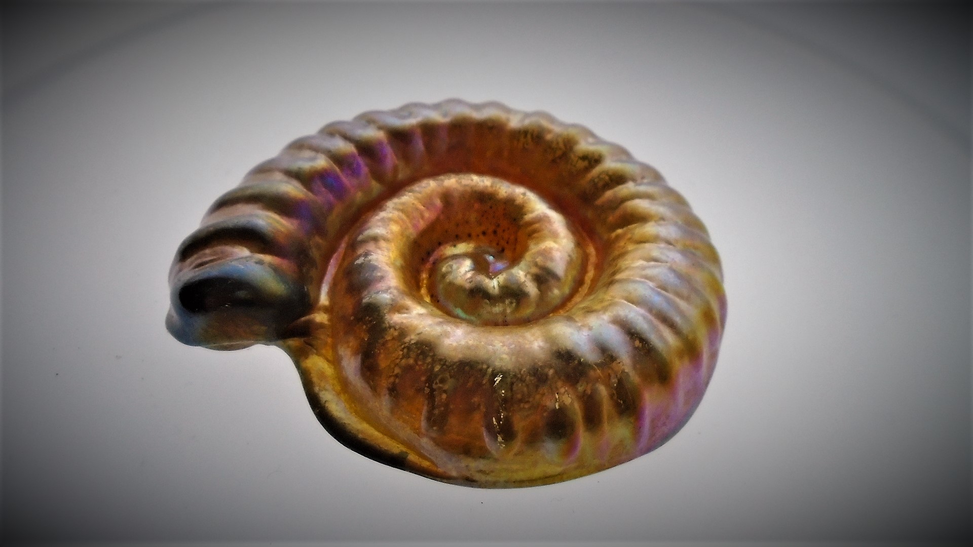  Isle of Wight Glass “Ammonite” paperweight  from the Mid 90s “Fish and Shells” Collection.