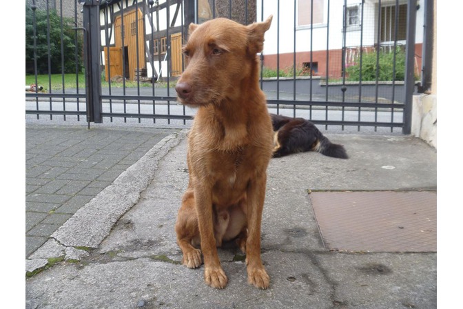 Seminar- und Coaching-Hunde Paul und Rans