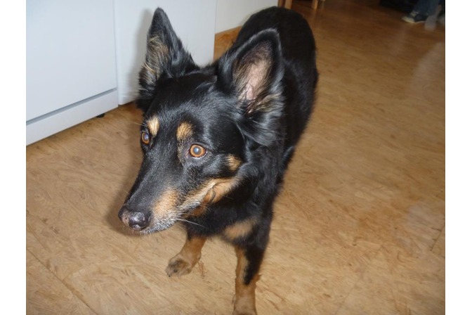 Therapie- und Coaching-Hund Rana