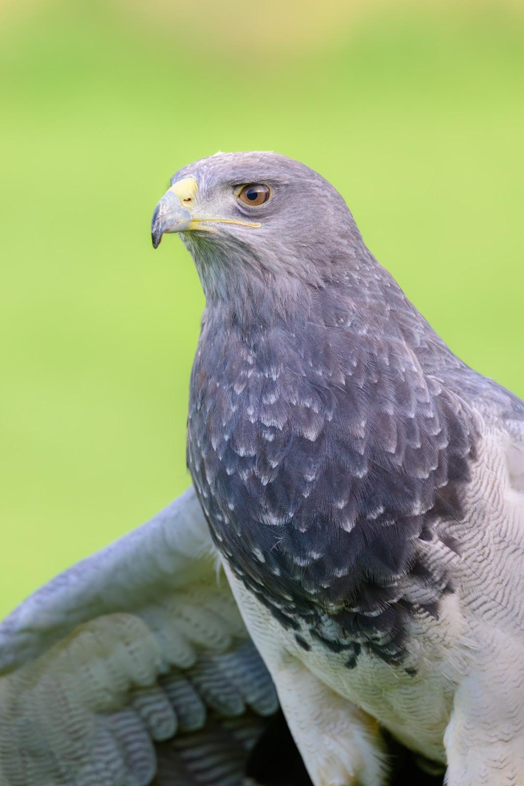 Ultimate Predator Experience