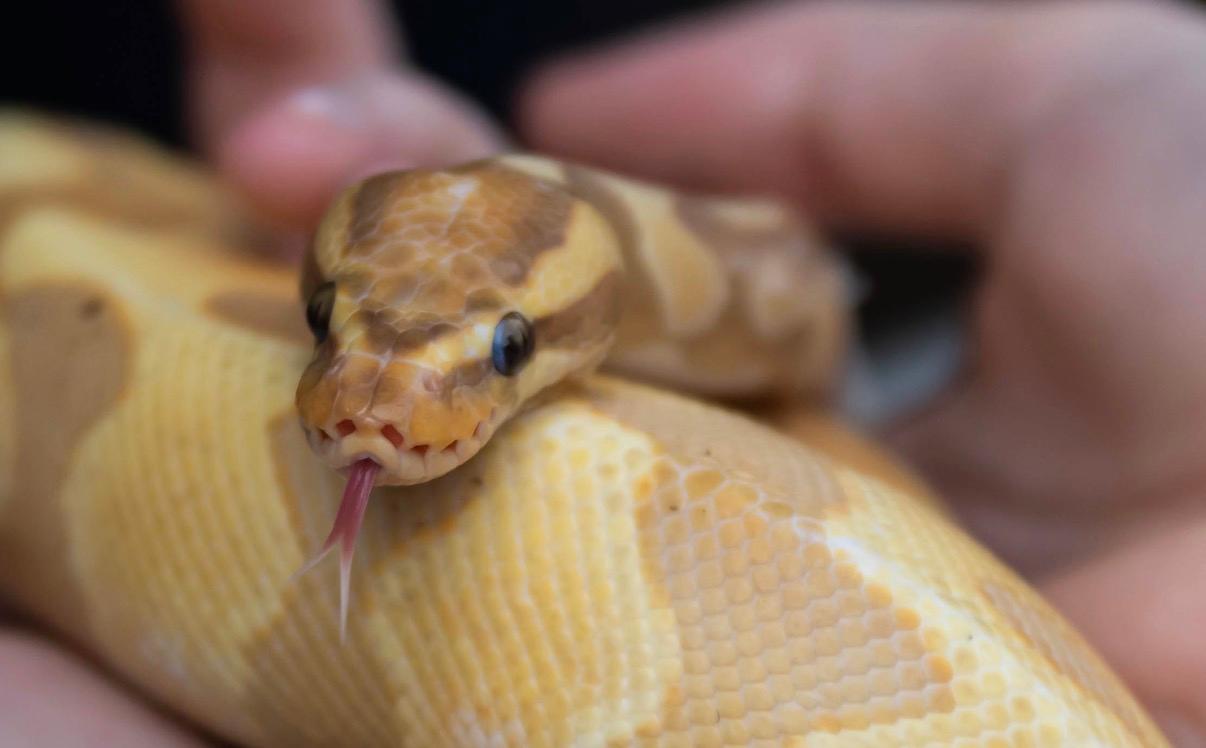 Reptile & Minibeast Encounter