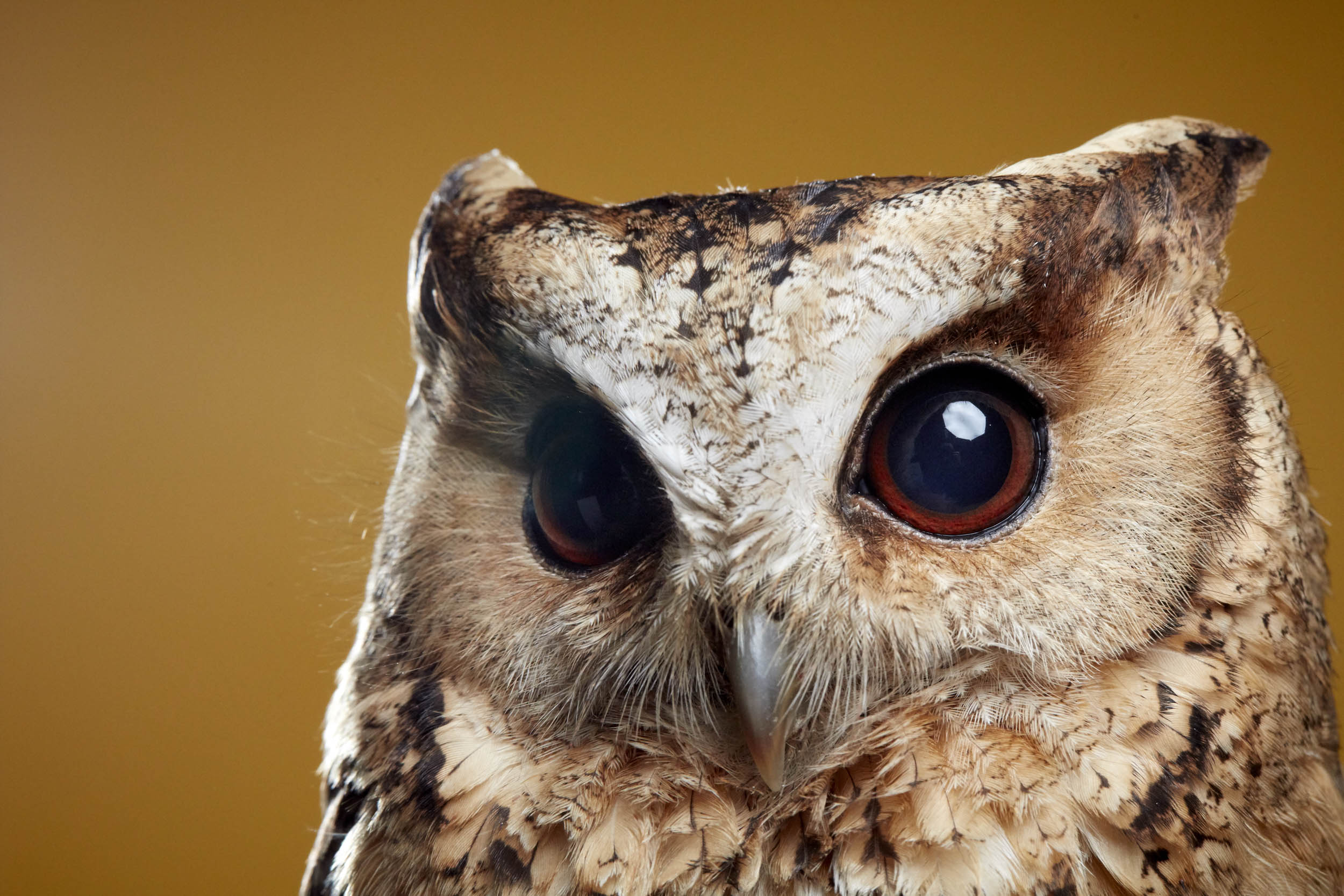 Owl Experience