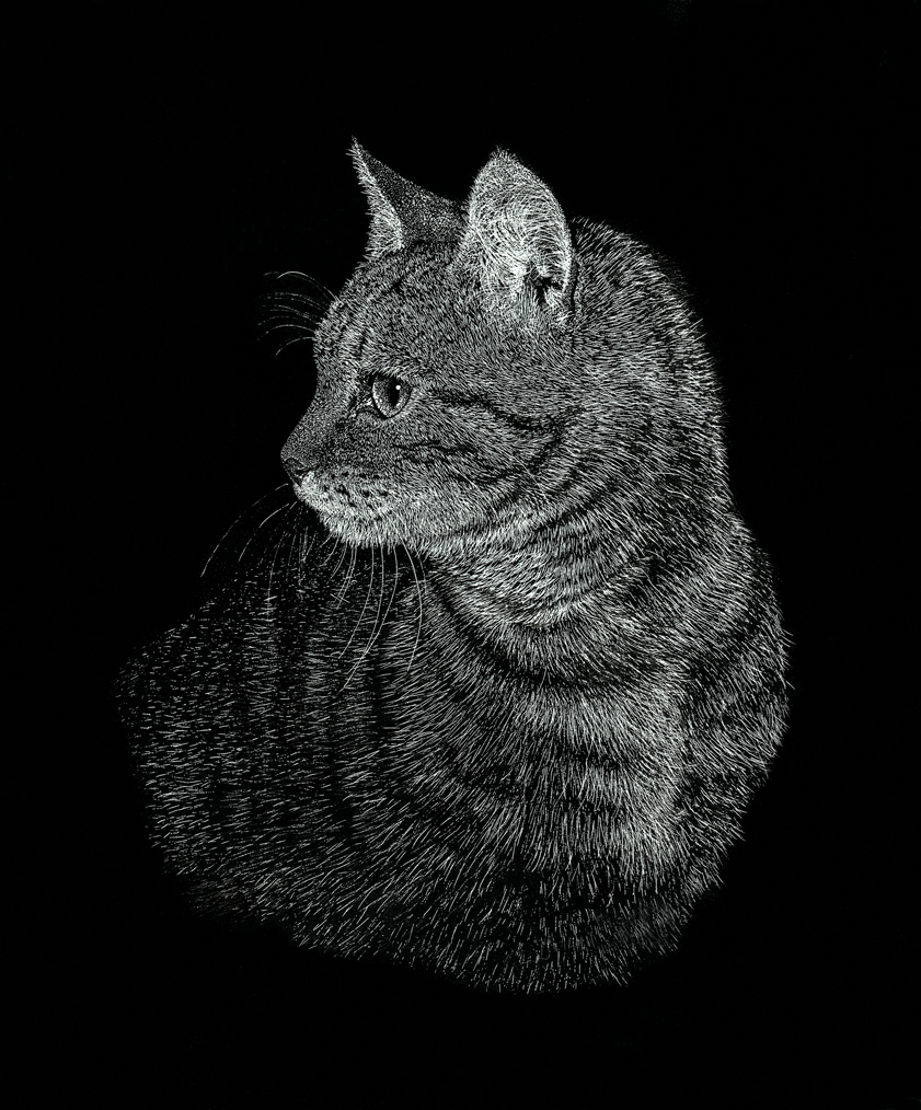 Leighton Charles Cat Portrait LCCP2