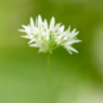 Das Bild zeigt eine einzelne Bärlauchblüte